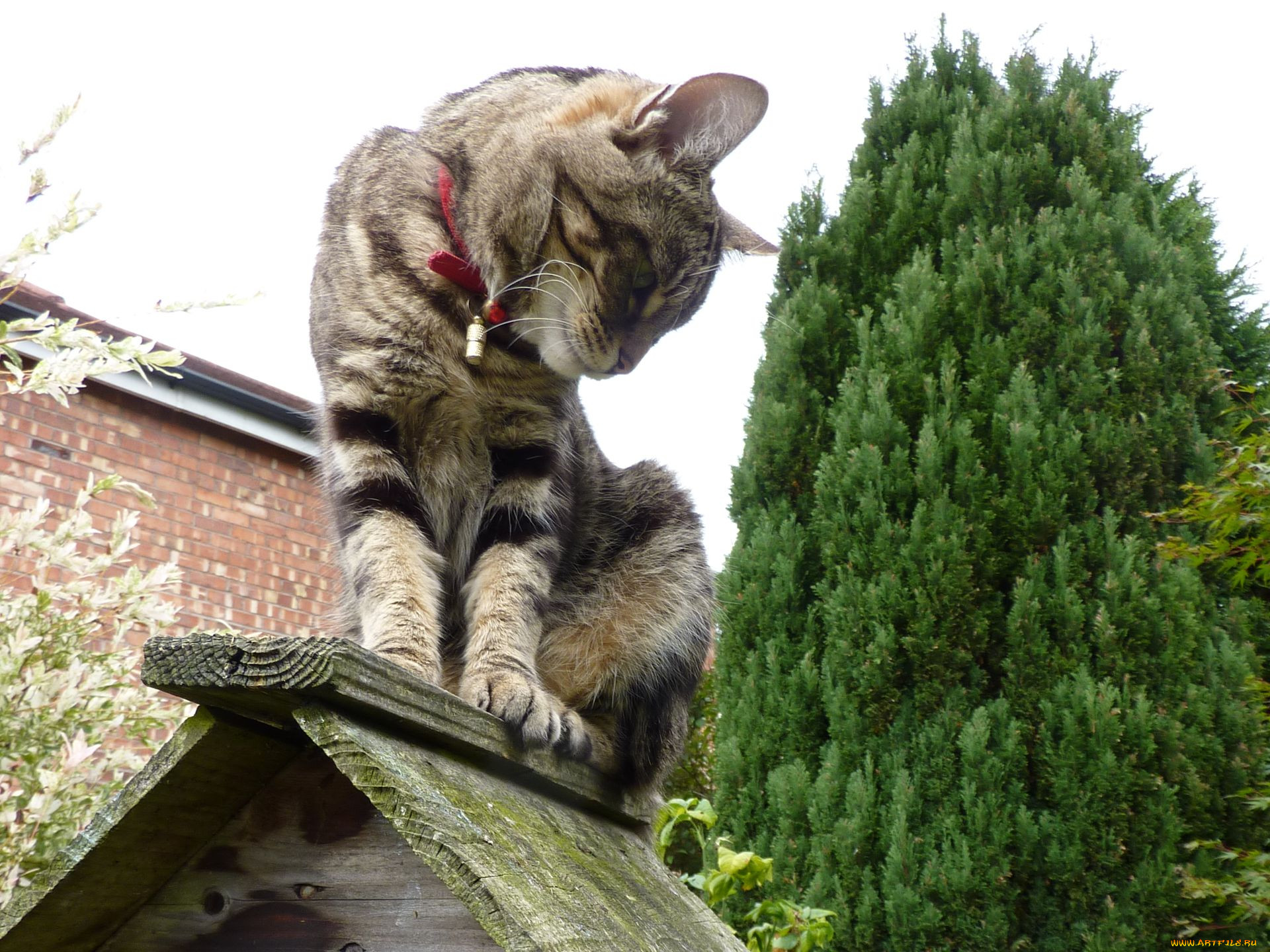 , , , cat